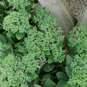 Sedum 'Neon' - Neon Stonecrop