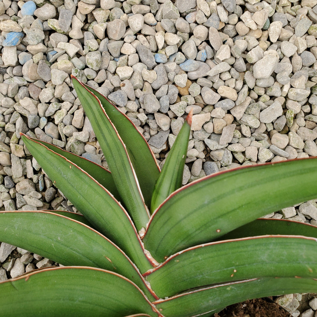 Sansevieria 'Samurai' - Samurai Snake Plant