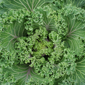 Ornamental Kale & Cabbage