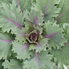 Load image into Gallery viewer, Ornamental Kale &amp; Cabbage
