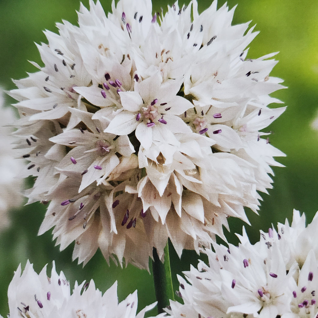 Allium - Graceful Beauty Tops