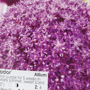 Allium - Ambassador 20+
