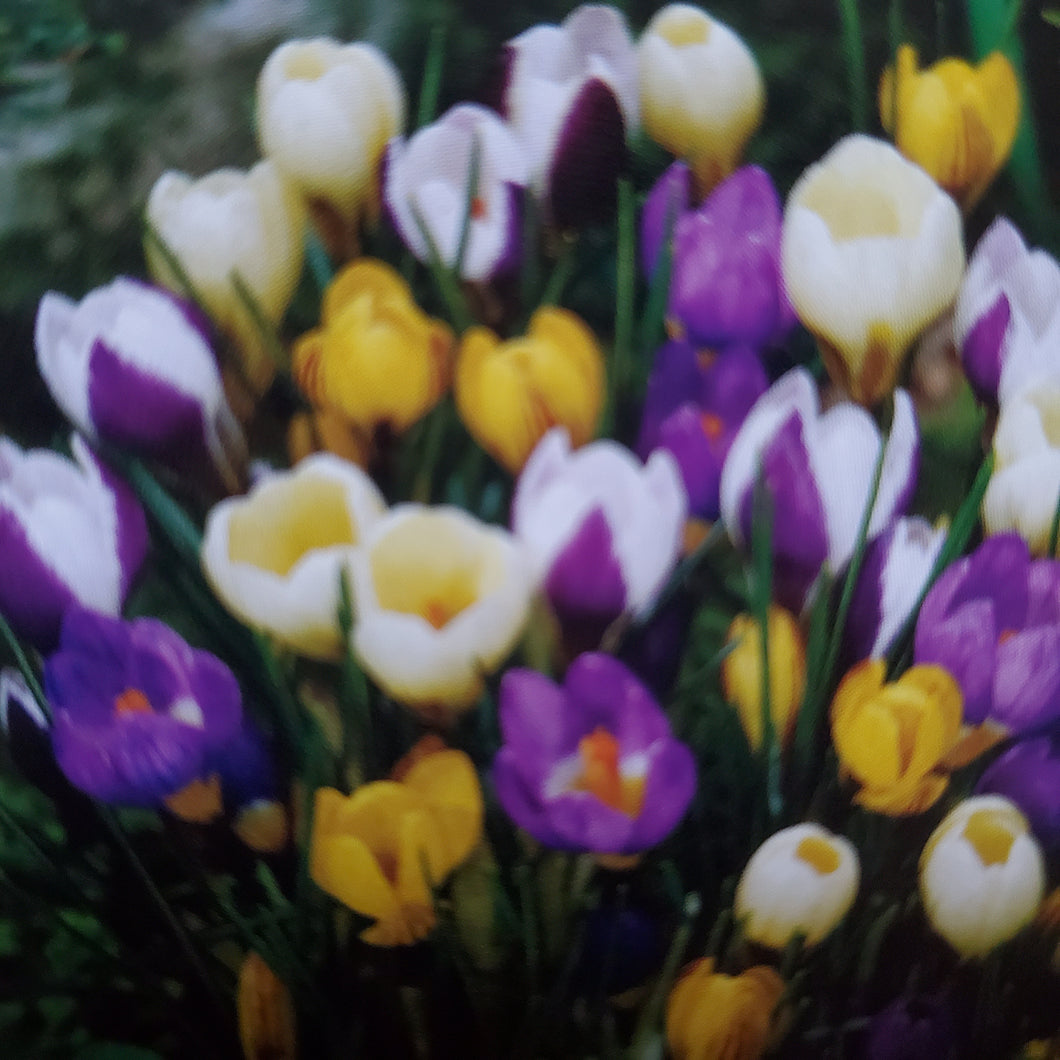 Snow Crocus (Botanical) - Botanical Mix 5/7