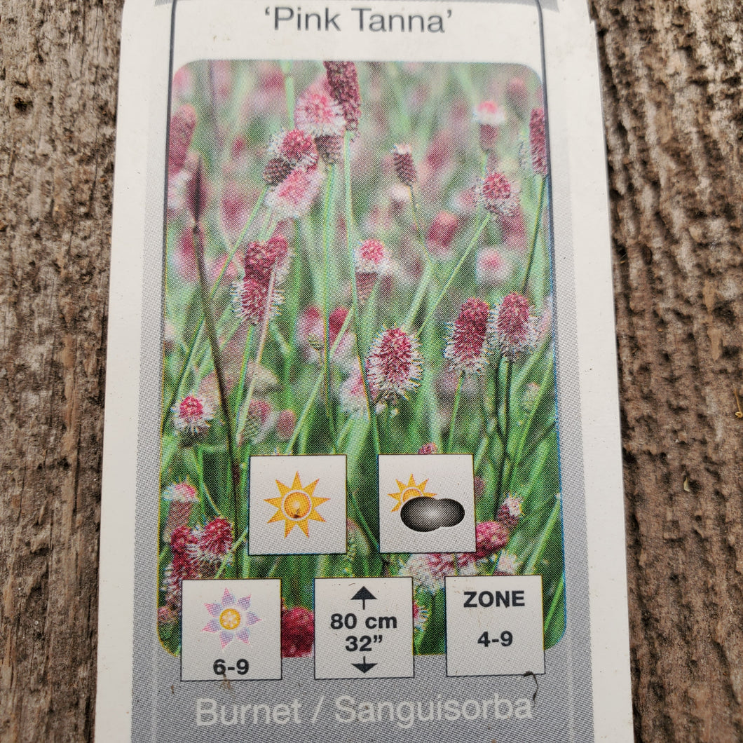 Sanguisorba officinalis 'Pink Tanna' - Pink Tanna Great Burnet