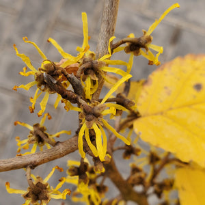 Hamamelis virginiana - Witchhazel