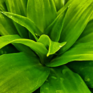 Dracaena deremensis 'Janet Craig'