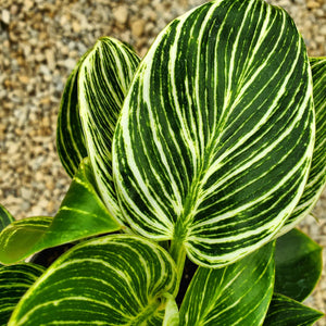 Philodendron 'Birkin'