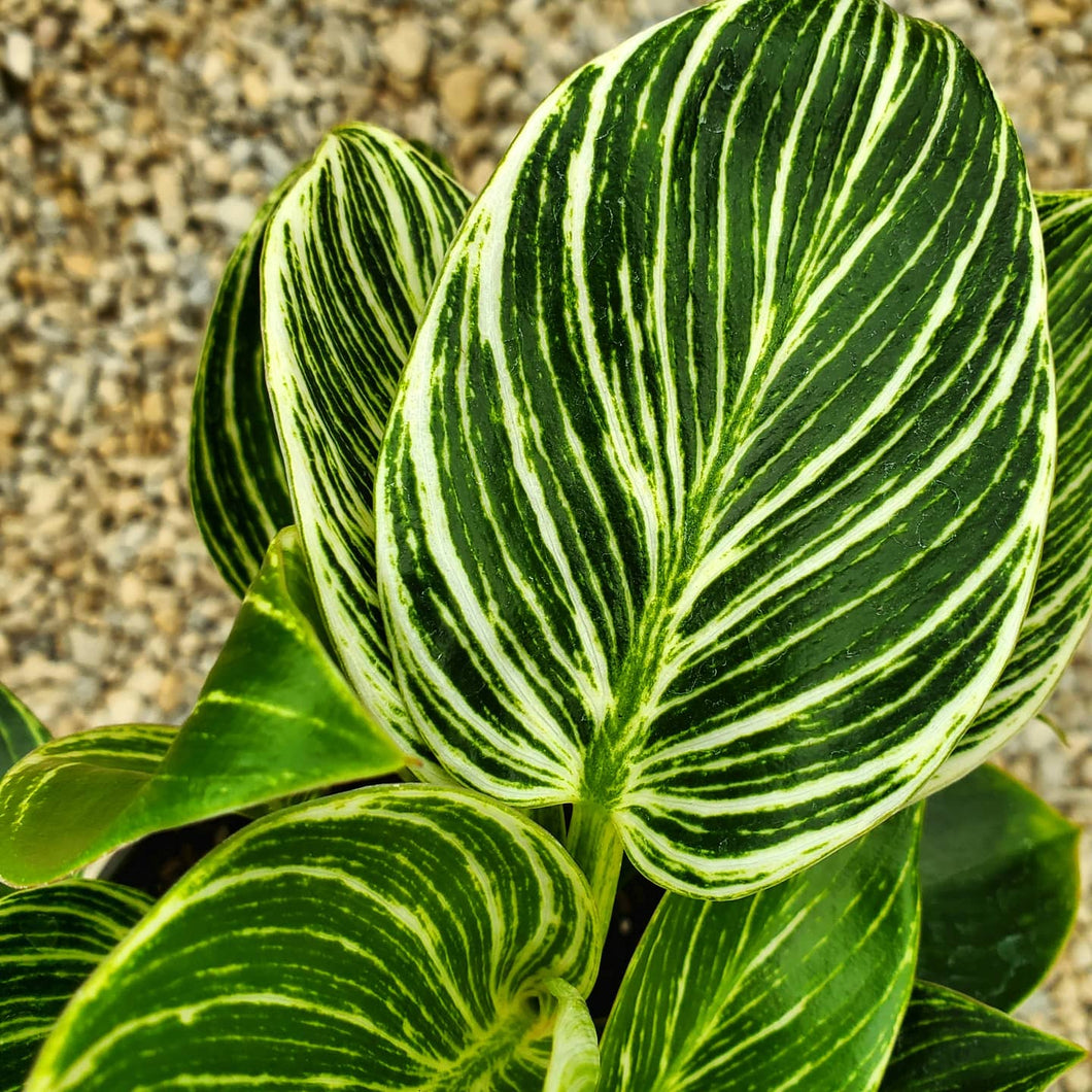 Philodendron 'Birkin'