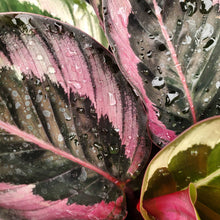 Load image into Gallery viewer, Calathea spp.
