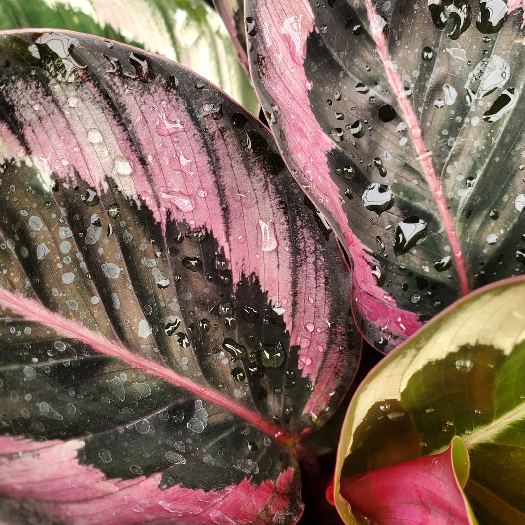 Calathea spp.