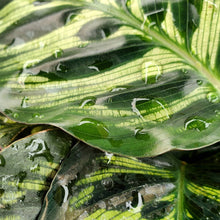 Load image into Gallery viewer, Calathea spp.
