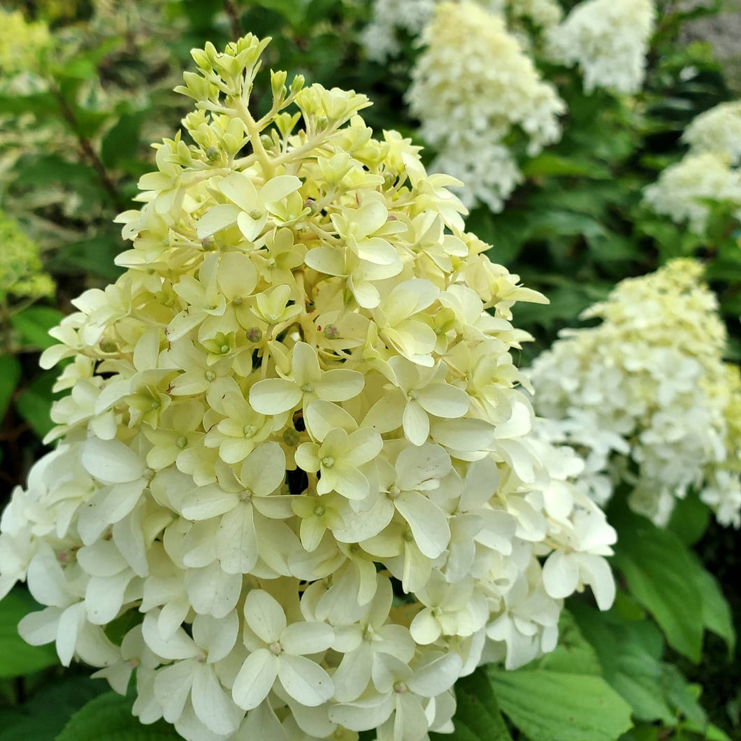 Hydrangea paniculata - Quick Fire Fab® Hydrangea