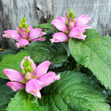 Load image into Gallery viewer, Chelone lyonii ‘Hot Lips’ - Hot Lips Turtlehead
