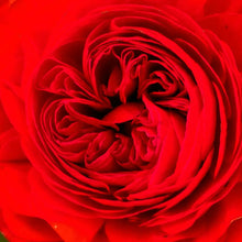 Load image into Gallery viewer, Ranunculus, Magic
