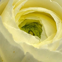 Load image into Gallery viewer, Ranunculus, Magic
