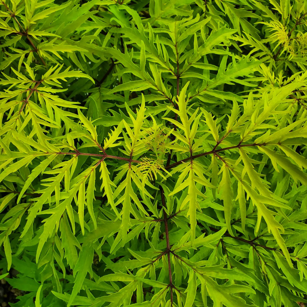 Sambucus racemosa - Lemony Lace® Elderberry