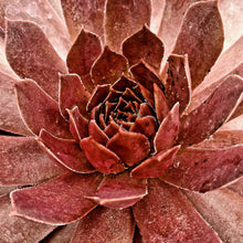 Load image into Gallery viewer, Sempervivum &#39;Chick Charms® Chocolate Kiss&#39;
