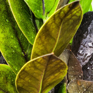 Raven® ZZ Plant