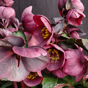 Helleborus x glandorfensis Helleborus Gold Collection® ICE N' ROSES® NIGHTINGALE