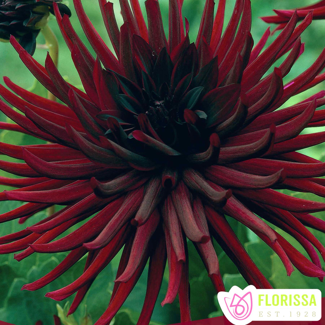 Dahlia - Cactus - Nuit D'Ete