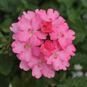Trailing - Verbena, Lascar