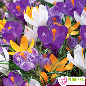 Large Flowering Crocus 9/10