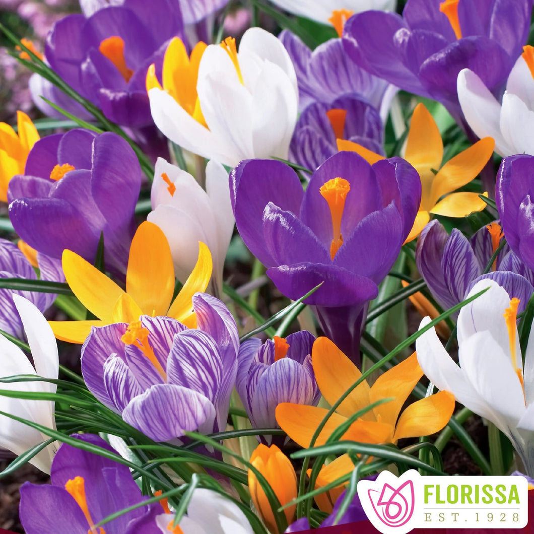 Large Flowering Crocus 9/10