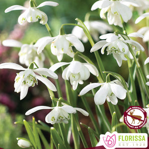 (Early) Snowdrops, Double - Floreo Plena