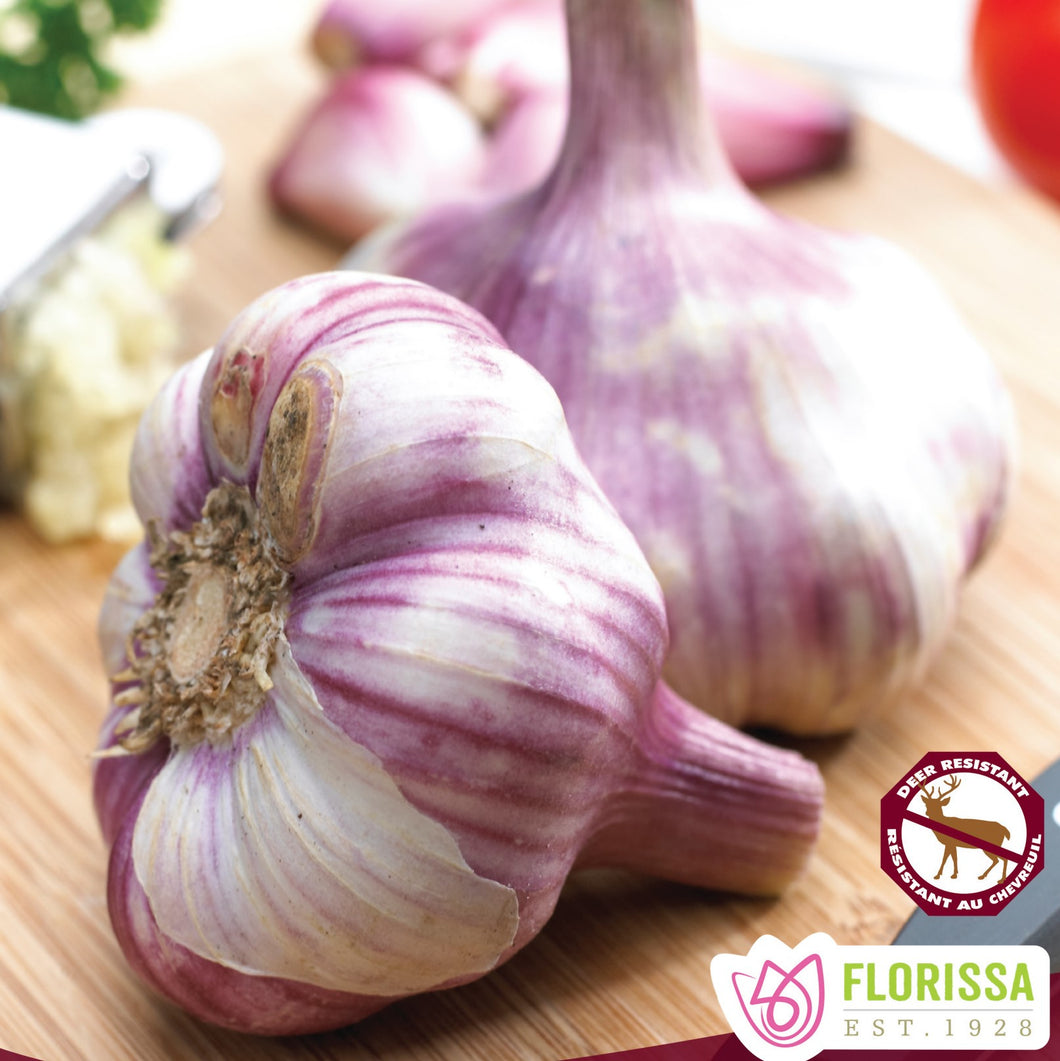 Garlic - Metechi