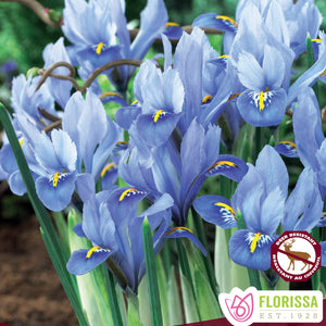 Dwarf Iris Alida