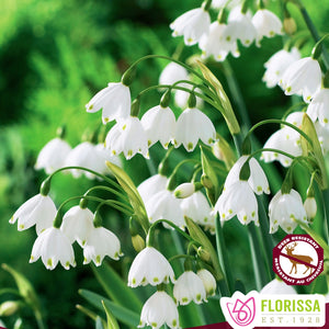Leucojum 'Graveteye Giant' - Graveteye Giant Summer Snowflake