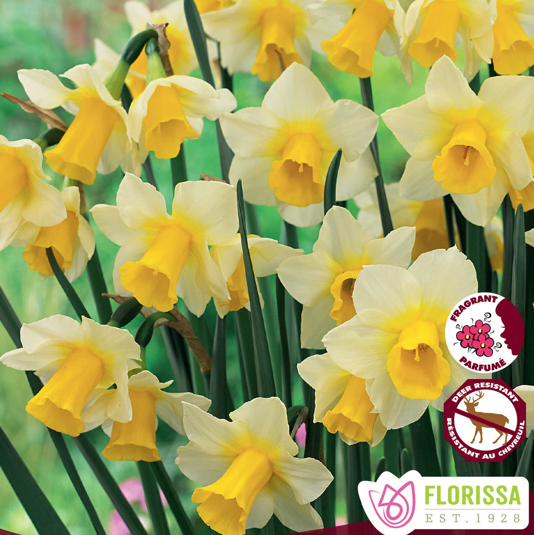 Daffodil/Narcissi, Rockgarden - Golden Echo Tops