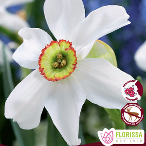 Daffodil/Narcissi, Cupped - Poeticus Recurvus 12+