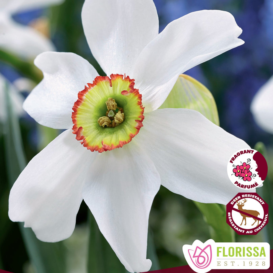 Daffodil/Narcissi, Cupped - Poeticus Recurvus 12+