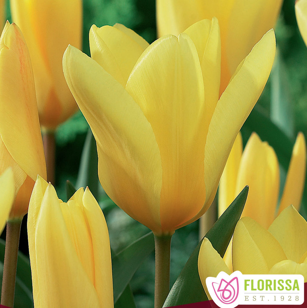 Tulip, Fosteriana - Yellow Empress 12+
