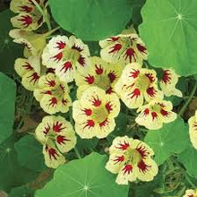 Load image into Gallery viewer, Tropaeolum - Nasturium
