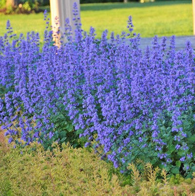 Nepeta faassenii 'Cat's Meow' - Cat's Meow Catmint