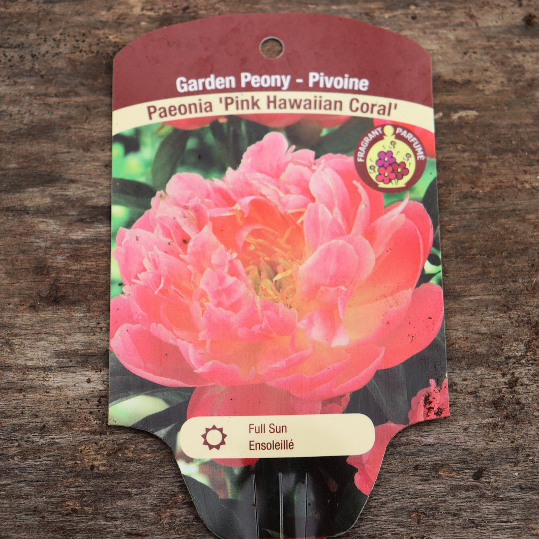 Paeonia 'Pink Hawaiian Coral' - Pink Hawaiian Coral Peony
