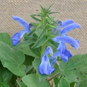 Salvia, Patio Blue