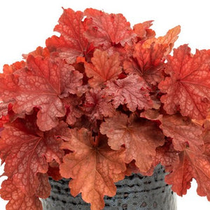 Heuchera hybrid Primo® 'Peachberry Ice' - Primo® Peachberry Ice Coral Bells