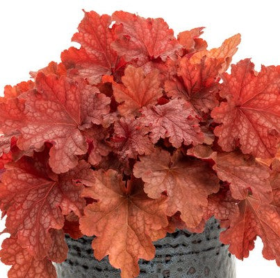 Heuchera hybrid Primo® 'Peachberry Ice' - Primo® Peachberry Ice Coral Bells