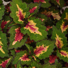 Load image into Gallery viewer, Coleus
