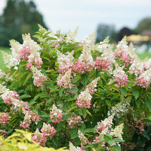 Hydrangea paniculata - Pinky Winky® Hardy Hydrangea