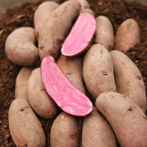 Seed Potato, Gourmet - Ama Rosa