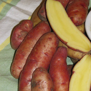 Seed Potato, Gourmet - French Fingerling