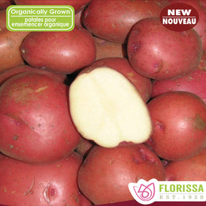Seed Potato - Certified Organic - Chieftain