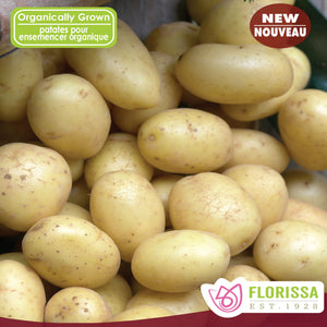 Seed Potato -  Certified Organic - Warba
