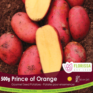 Seed Potato, Gourmet - Prince of Orange