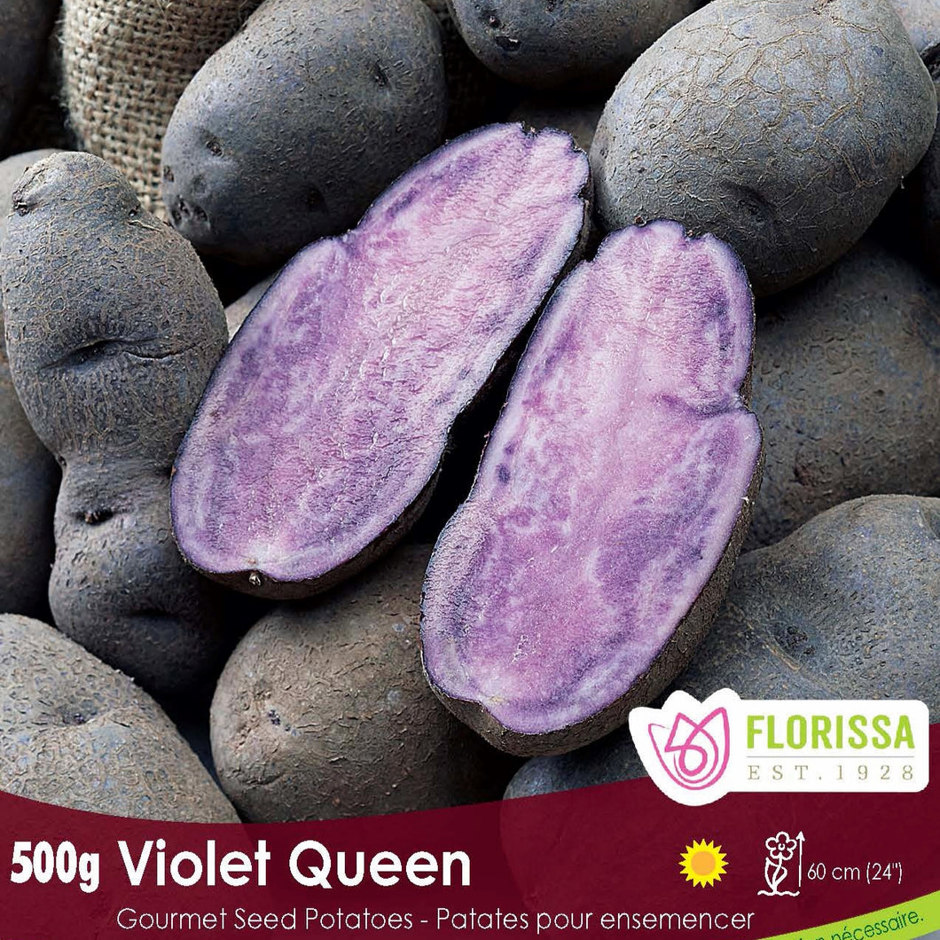 Seed Potato, Gourmet - Violet Queen
