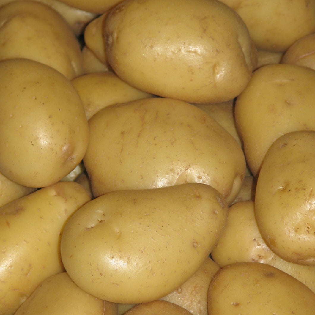 Seed Potato - Yukon Gold